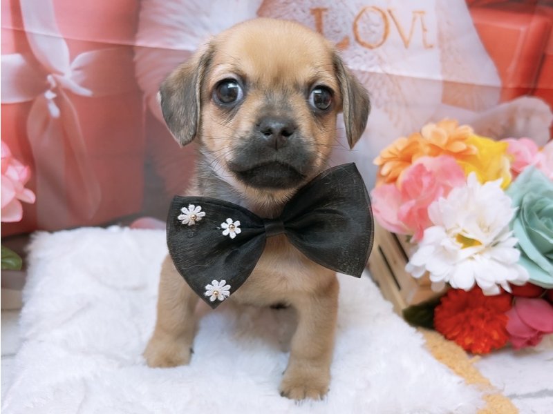 愛知県のハーフ犬・ミックス犬 (ペッツワン豊田四郷店/2026年1月9日生まれ/男の子/フォーン)の子犬の2枚目の画像