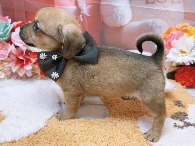 愛知県のハーフ犬・ミックス犬 (ペッツワン豊田四郷店/2026年1月9日生まれ/男の子/フォーン)の子犬の3枚目の画像