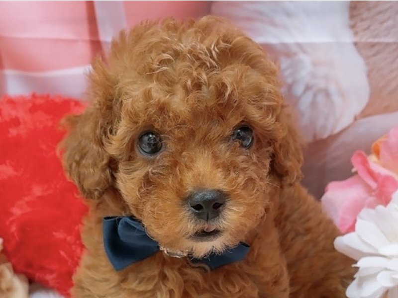 愛知県のトイプードル(トイ) (ペッツワン豊田四郷店/2026年1月24日生まれ/女の子/レッド)の子犬