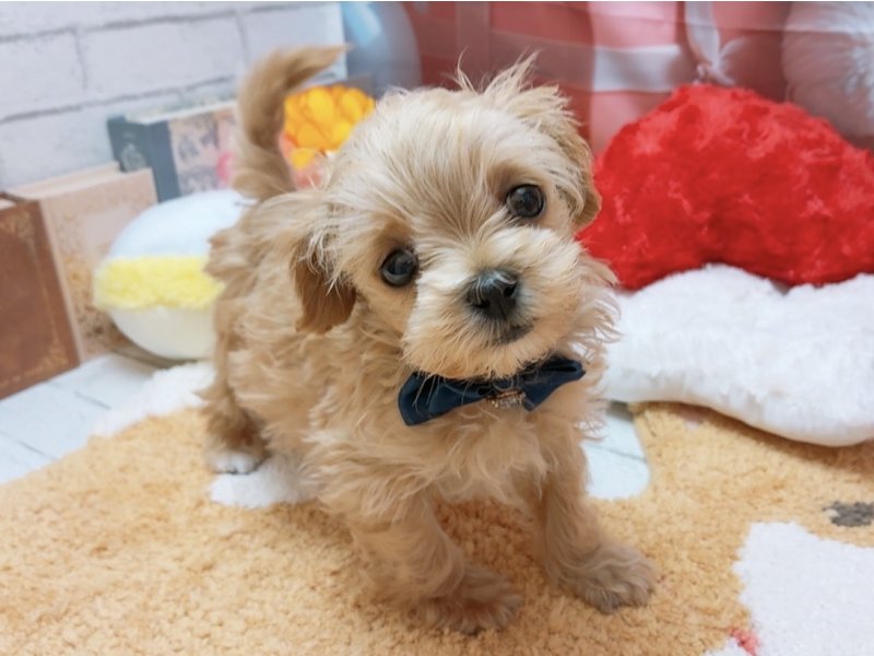 愛知県のハーフ犬・ミックス犬 (ペッツワン豊田四郷店/2026年1月22日生まれ/男の子/アプリコット)の子犬の2枚目の画像