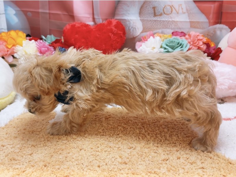 愛知県のハーフ犬・ミックス犬 (ペッツワン豊田四郷店/2026年1月22日生まれ/男の子/アプリコット)の子犬の3枚目の画像