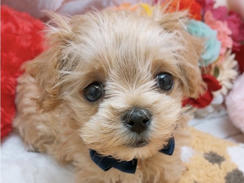 愛知県のハーフ犬・ミックス犬 (ペッツワン豊田四郷店/2026年1月22日生まれ/男の子/アプリコット)の子犬の1枚目の画像