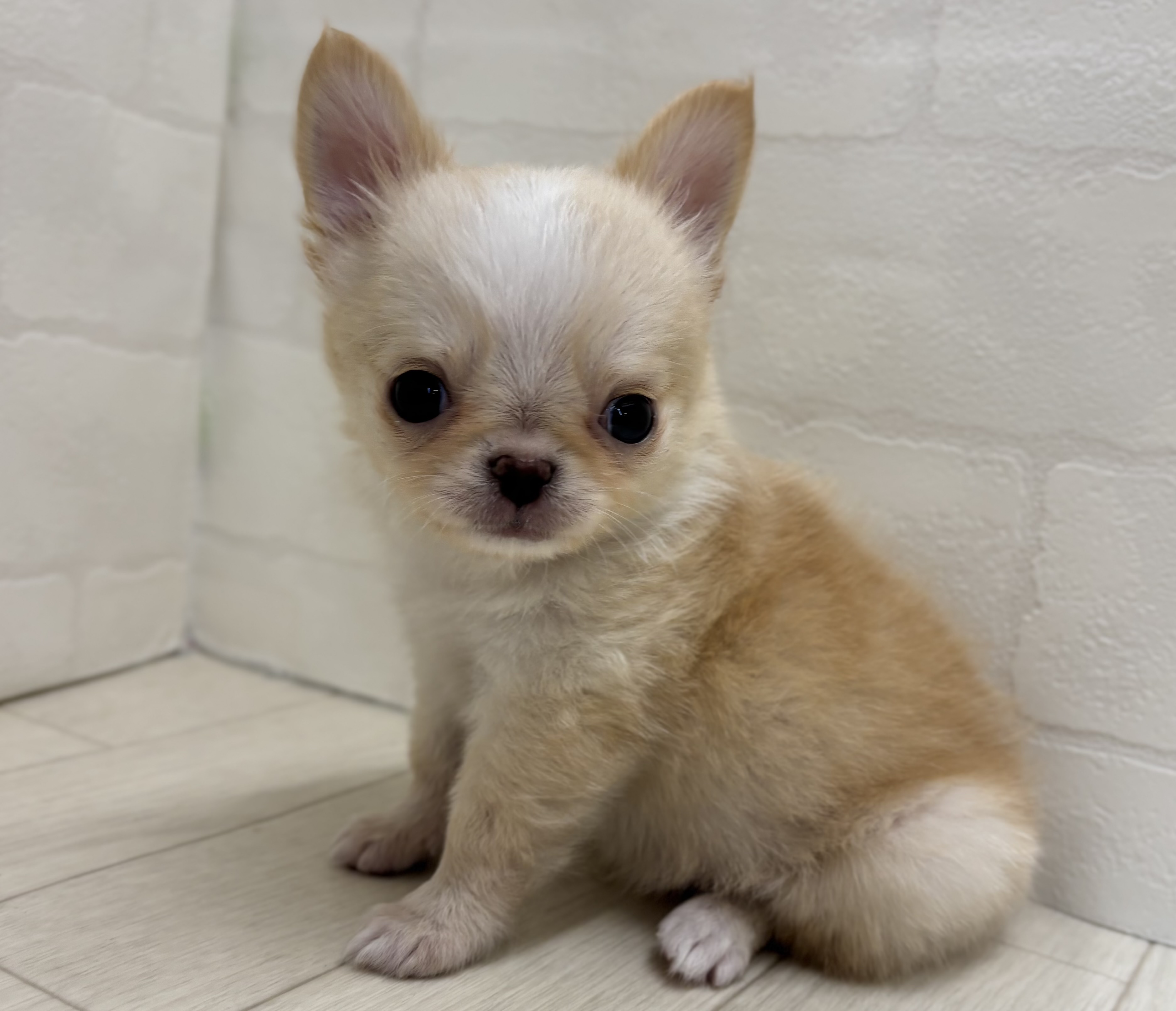 埼玉県のチワワ(ロング) (ペッツワン大利根店/2026年1月25日生まれ/男の子/クリームホワイト)の子犬