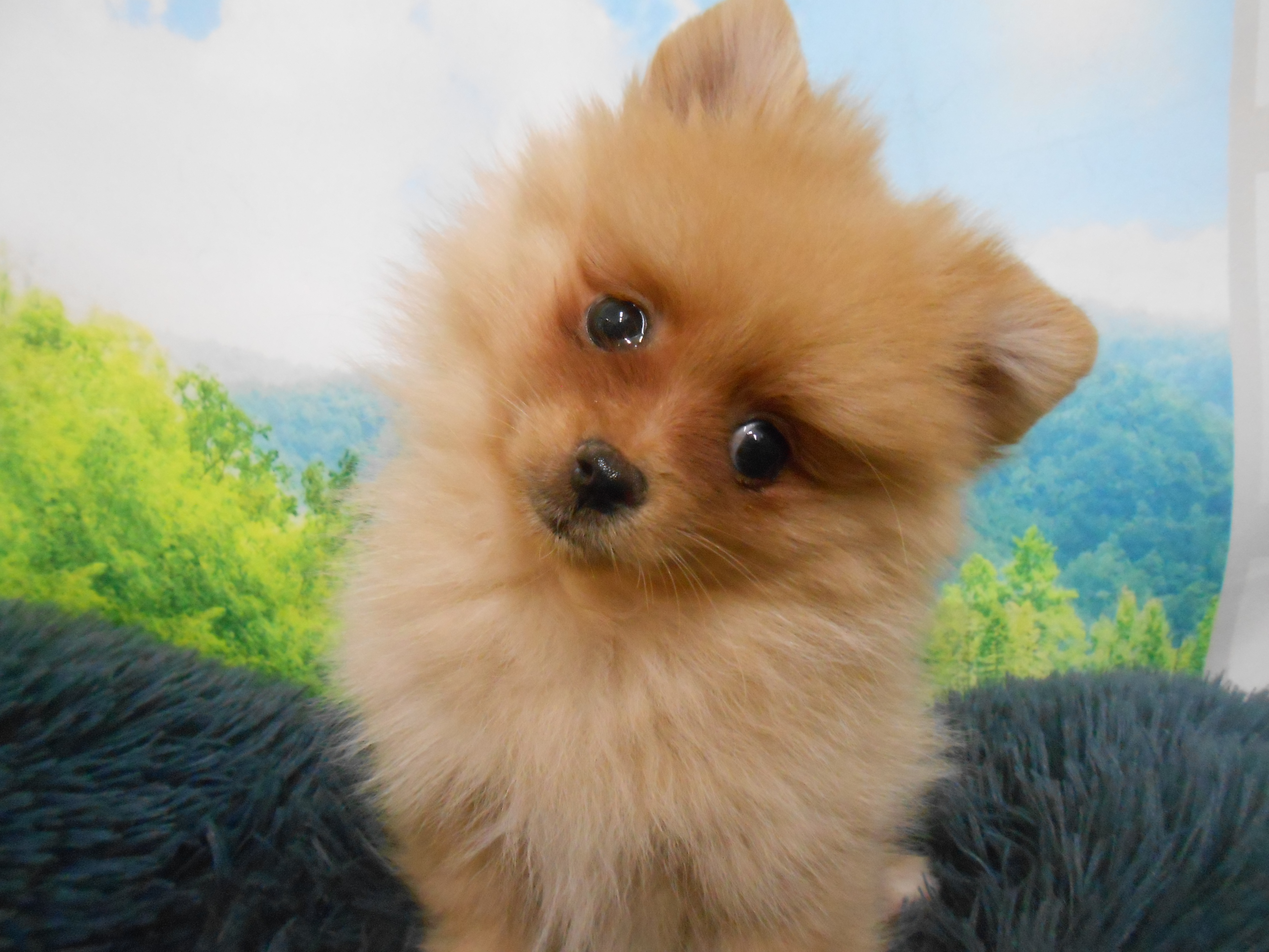 愛知県のポメラニアン (ペッツワン半田店/2026年1月14日生まれ/女の子/オレンジ)の子犬