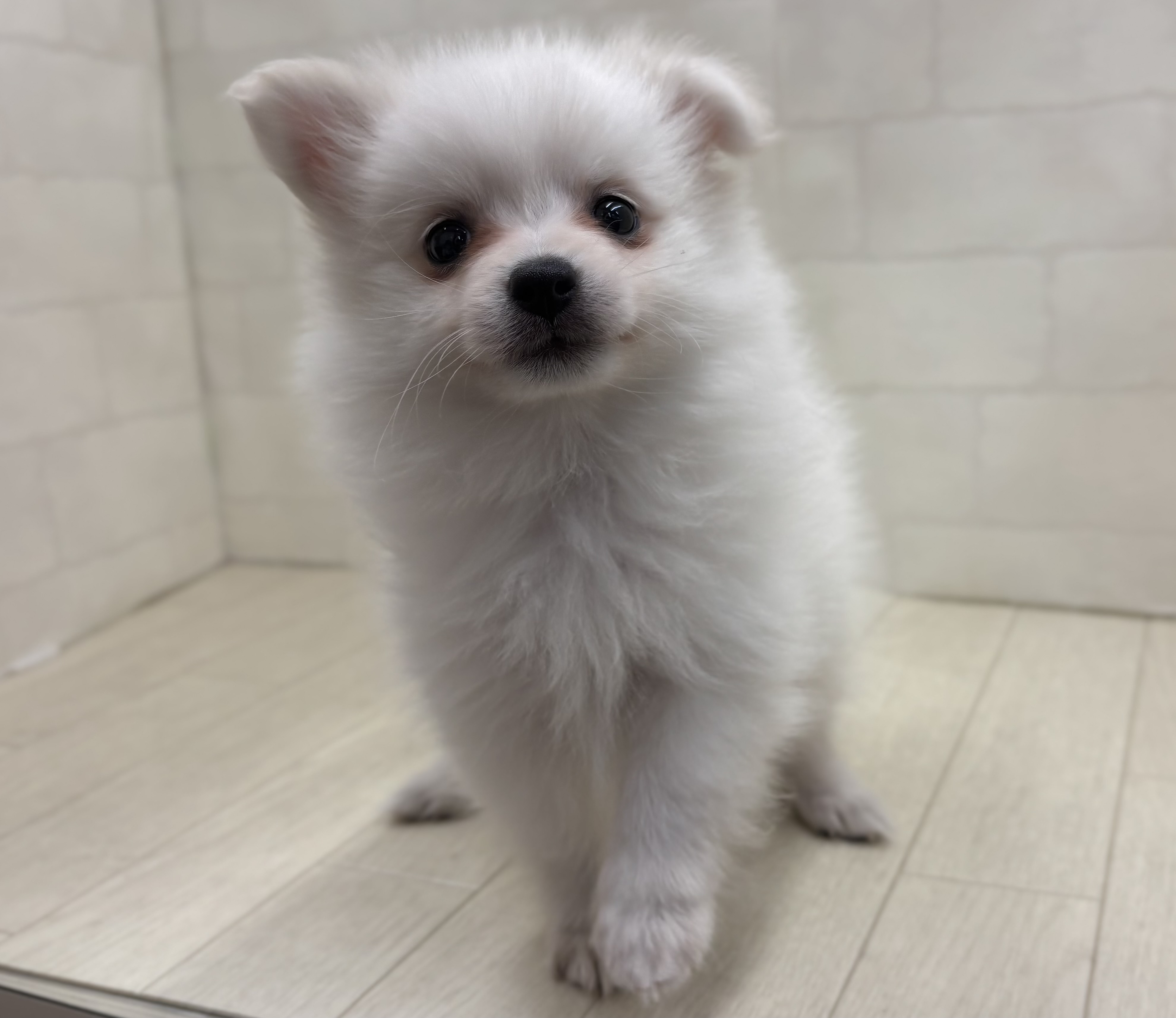 埼玉県の日本スピッツ (ペッツワン大利根店/2026年1月23日生まれ/女の子/ホワイト)の子犬