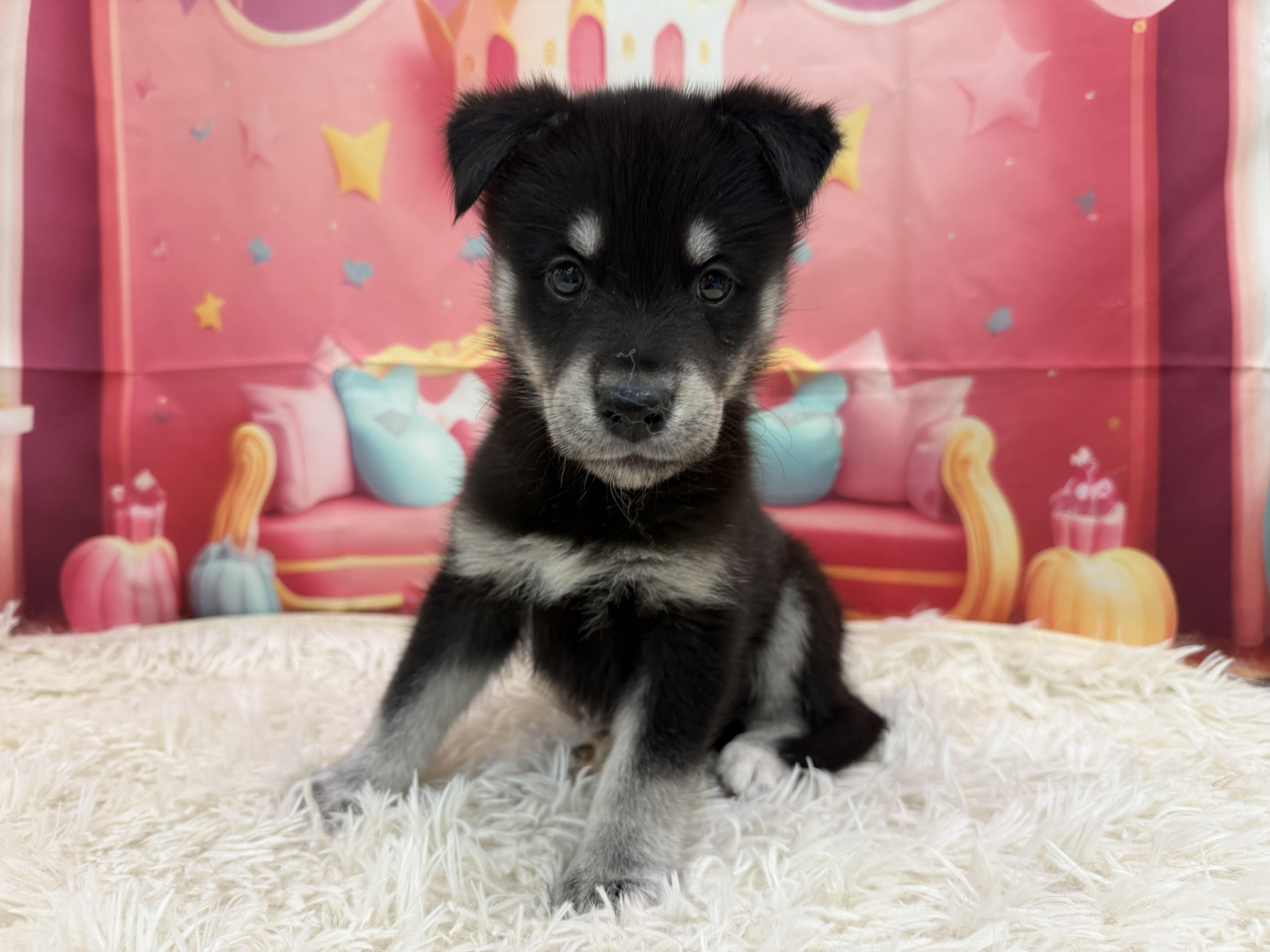 静岡県のハーフ犬・ミックス犬 (ペッツワン清水店/2026年1月23日生まれ/女の子/ブラックタン)の子犬