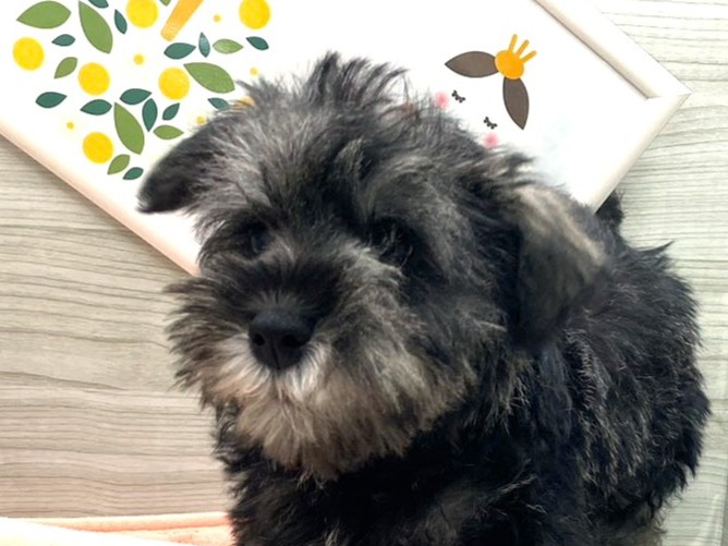 京都府のミニチュアシュナウザー (ペッツワン木津川店/2026年1月19日生まれ/男の子/ソルトペッパー)の子犬の1枚目の画像