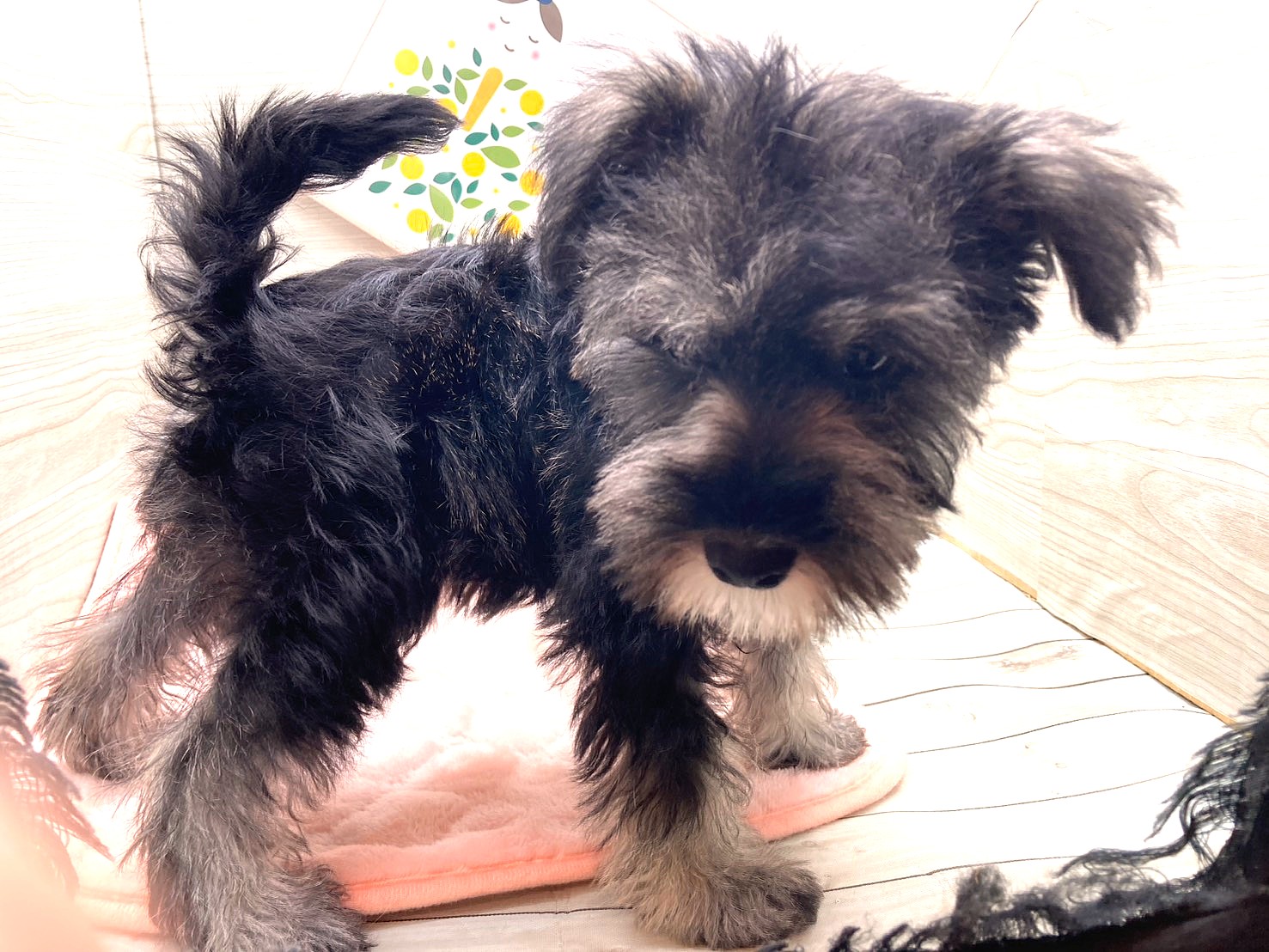 京都府のミニチュアシュナウザー (ペッツワン木津川店/2026年1月19日生まれ/男の子/ソルトペッパー)の子犬の2枚目の画像