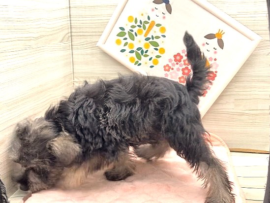 京都府のミニチュアシュナウザー (ペッツワン木津川店/2026年1月19日生まれ/男の子/ソルトペッパー)の子犬の3枚目の画像