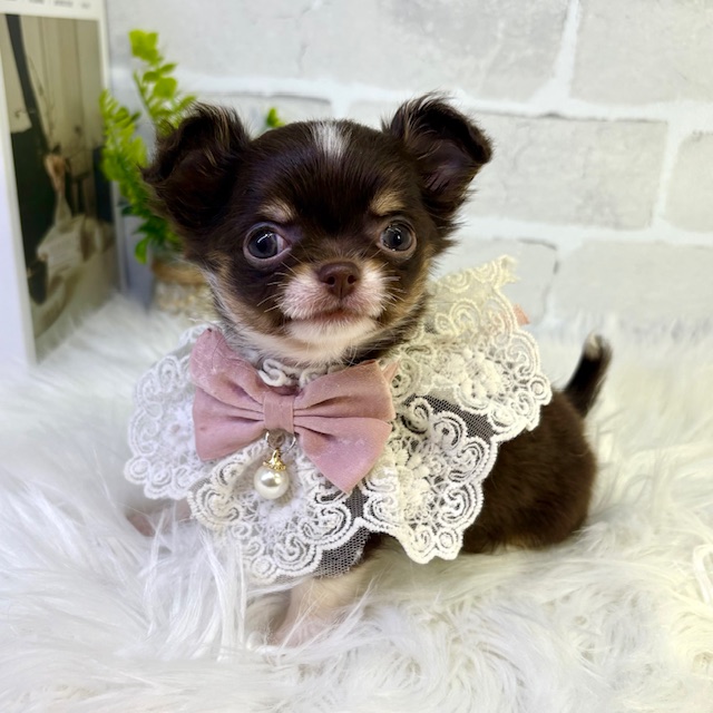 大阪府のチワワ(ロング) (ペッツワン高槻店/2026年1月20日生まれ/女の子/チョコレートタンホワイト)の子犬の2枚目の画像