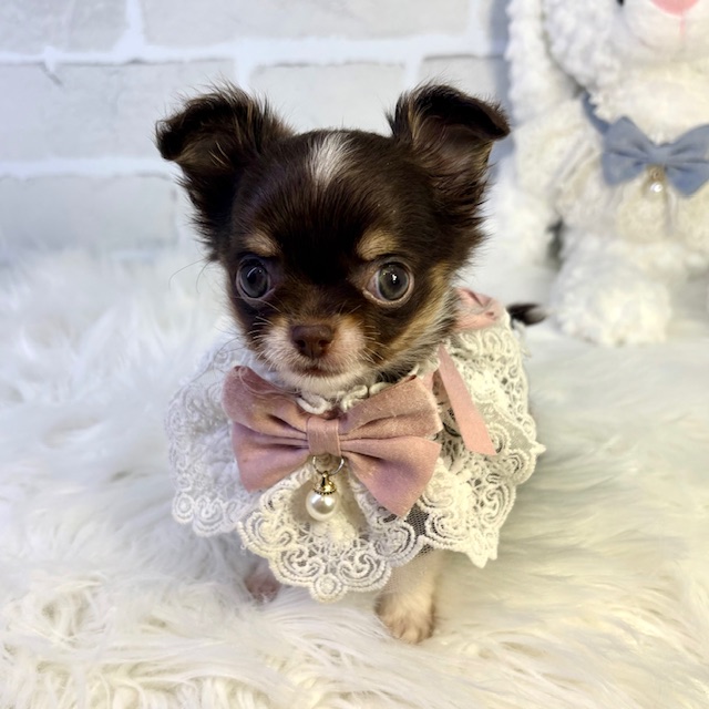 大阪府のチワワ(ロング) (ペッツワン高槻店/2026年1月20日生まれ/女の子/チョコレートタンホワイト)の子犬の1枚目の画像