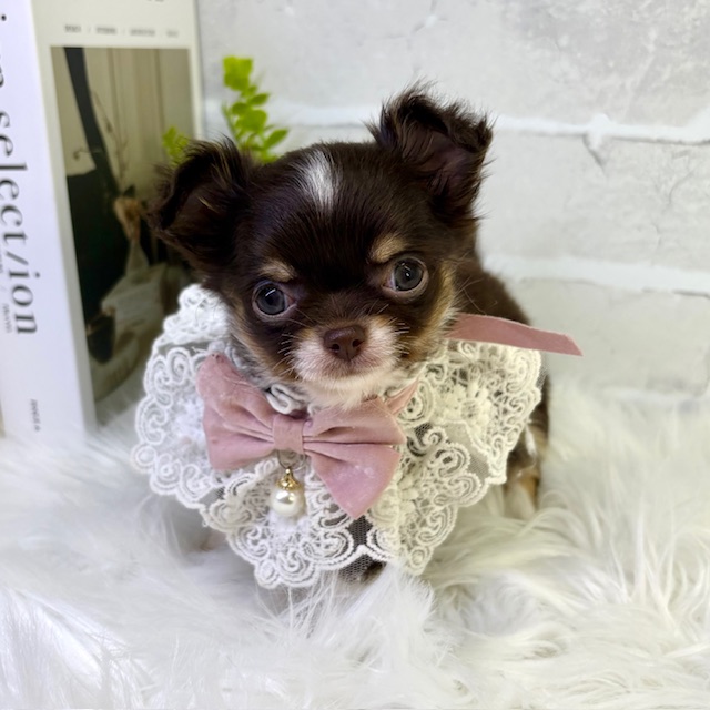 大阪府のチワワ(ロング) (ペッツワン高槻店/2026年1月20日生まれ/女の子/チョコレートタンホワイト)の子犬の3枚目の画像