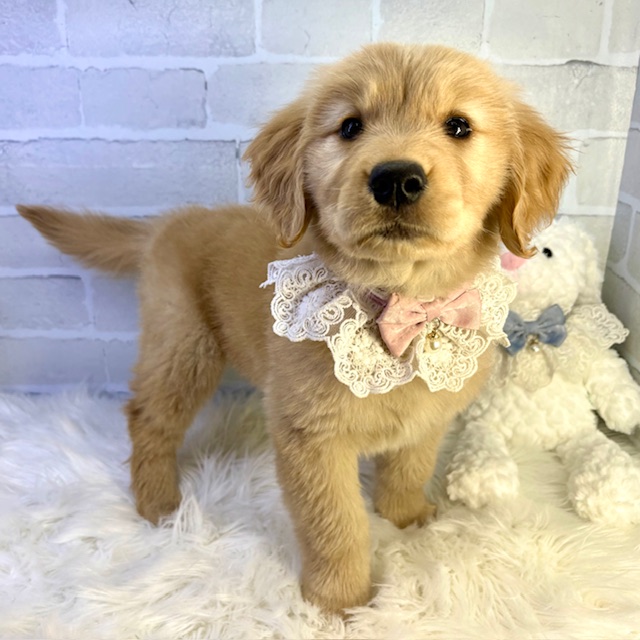 大阪府のゴールデンレトリバー (ペッツワン高槻店/2026年1月21日生まれ/女の子/ゴールデン)の子犬の3枚目の画像