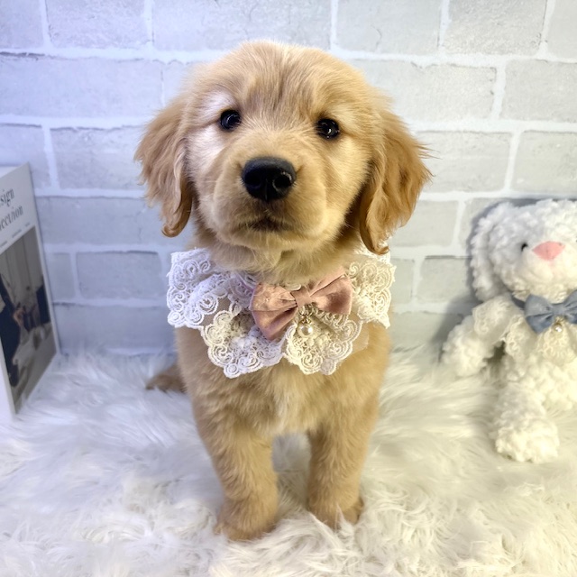 大阪府のゴールデンレトリバー (ペッツワン高槻店/2026年1月21日生まれ/女の子/ゴールデン)の子犬の1枚目の画像