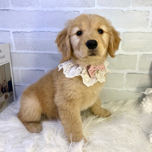 大阪府のゴールデンレトリバー (ペッツワン高槻店/2026年1月21日生まれ/女の子/ゴールデン)の子犬の2枚目の画像