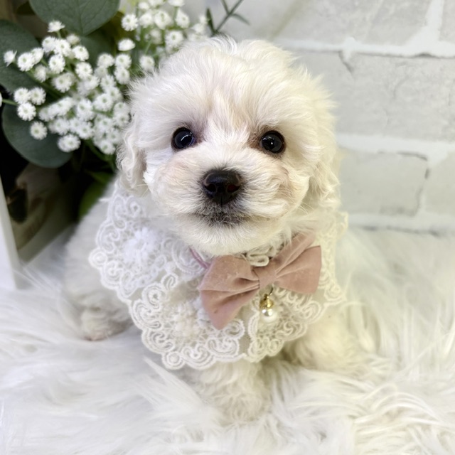 大阪府のビションフリーゼ (ペッツワン高槻店/2026年1月17日生まれ/女の子/ホワイト)の子犬の3枚目の画像