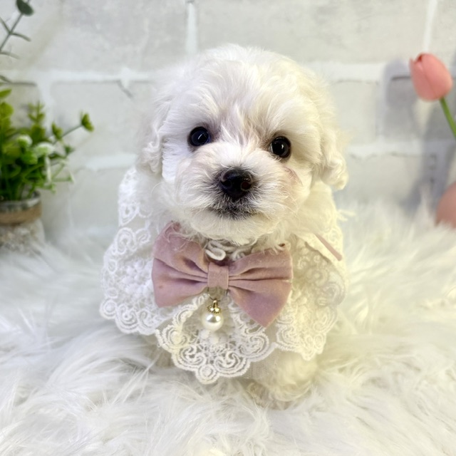 大阪府のビションフリーゼ (ペッツワン高槻店/2026年1月17日生まれ/女の子/ホワイト)の子犬の1枚目の画像