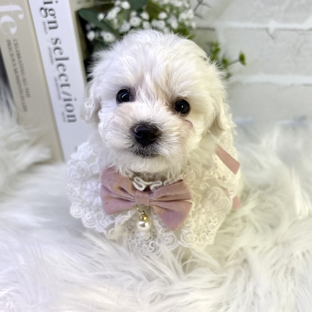 大阪府のビションフリーゼ (ペッツワン高槻店/2026年1月17日生まれ/女の子/ホワイト)の子犬の2枚目の画像