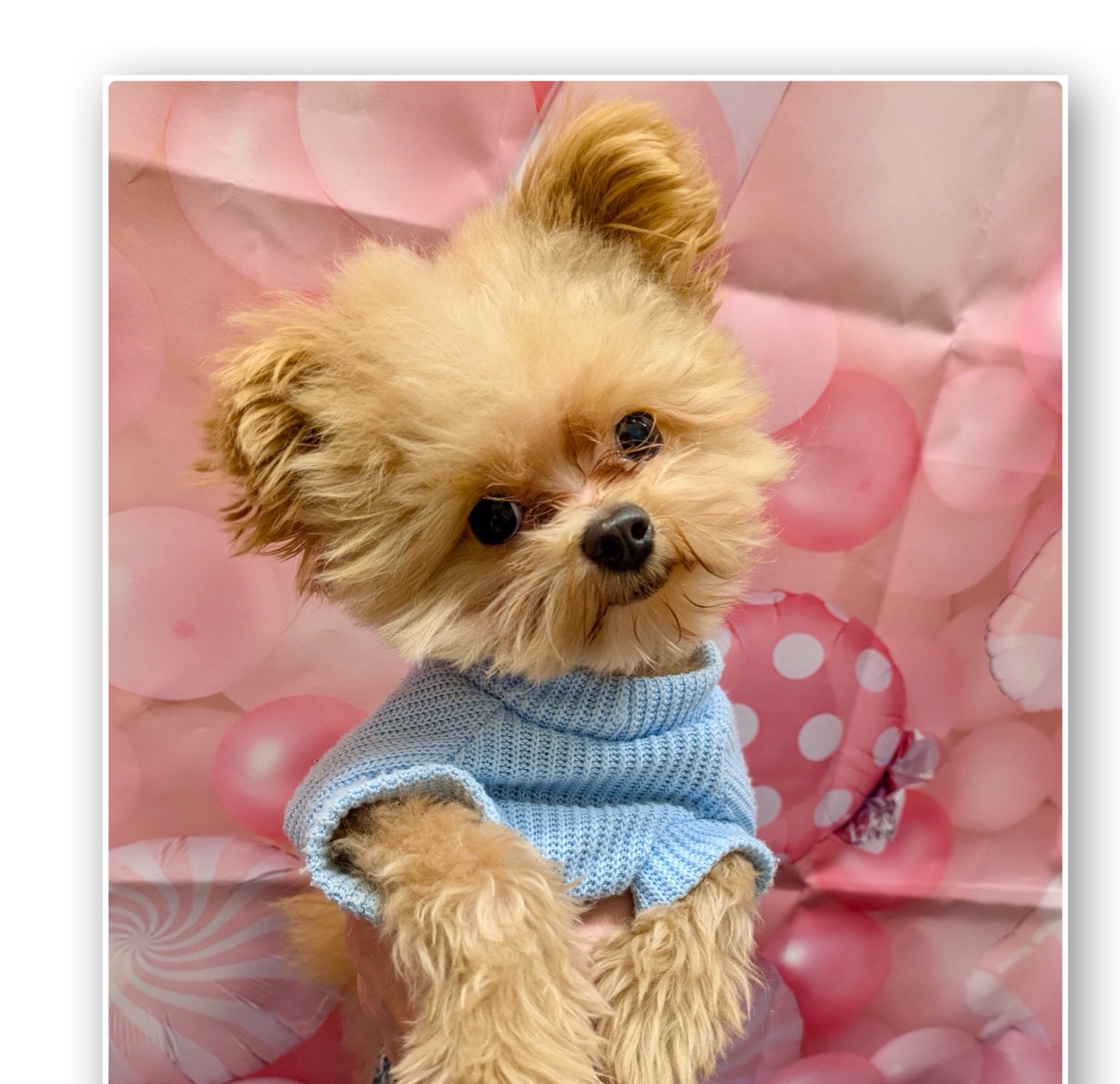 岡山県のハーフ犬・ミックス犬 (ペッツワンFC津山店/2025年6月30日生まれ/男の子/アプリコット)の子犬