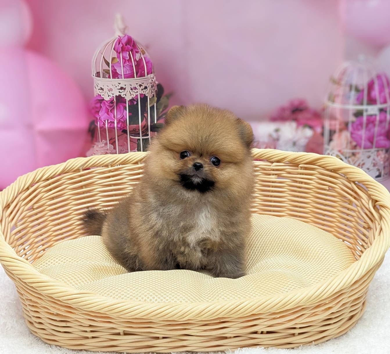 岡山県のポメラニアン (ペッツワンFC津山店/2026年1月29日生まれ/女の子/ウルフセーブル)の子犬