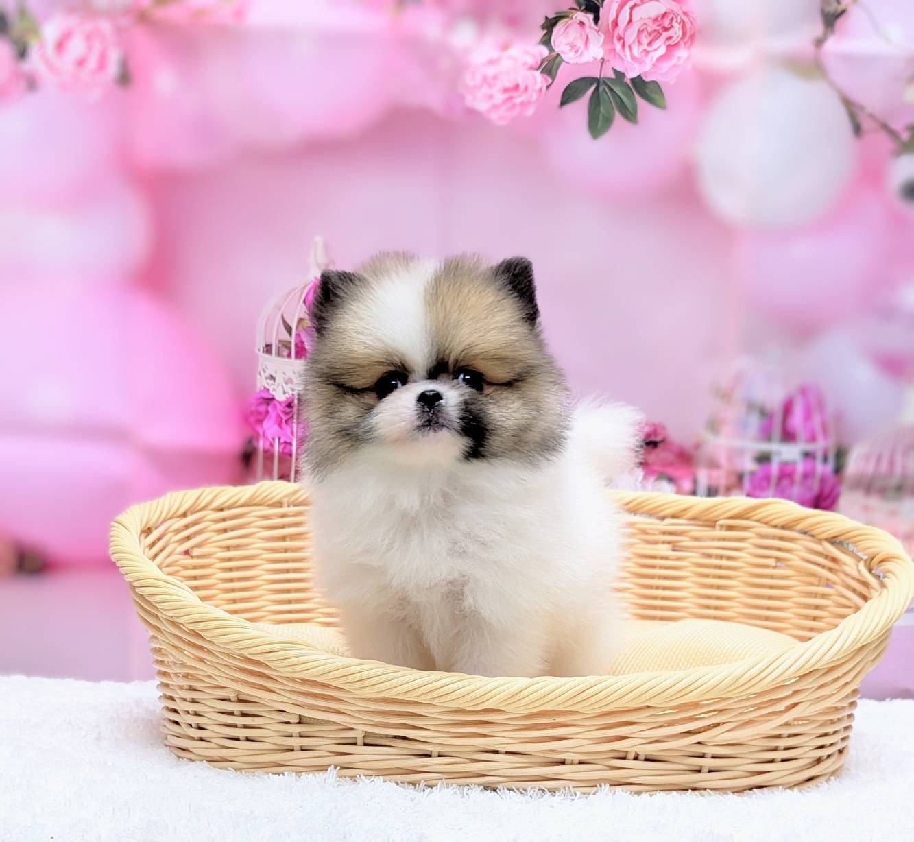 岡山県のポメラニアン (ペッツワンFC津山店/2026年1月29日生まれ/男の子/パーティーカラー)の子犬