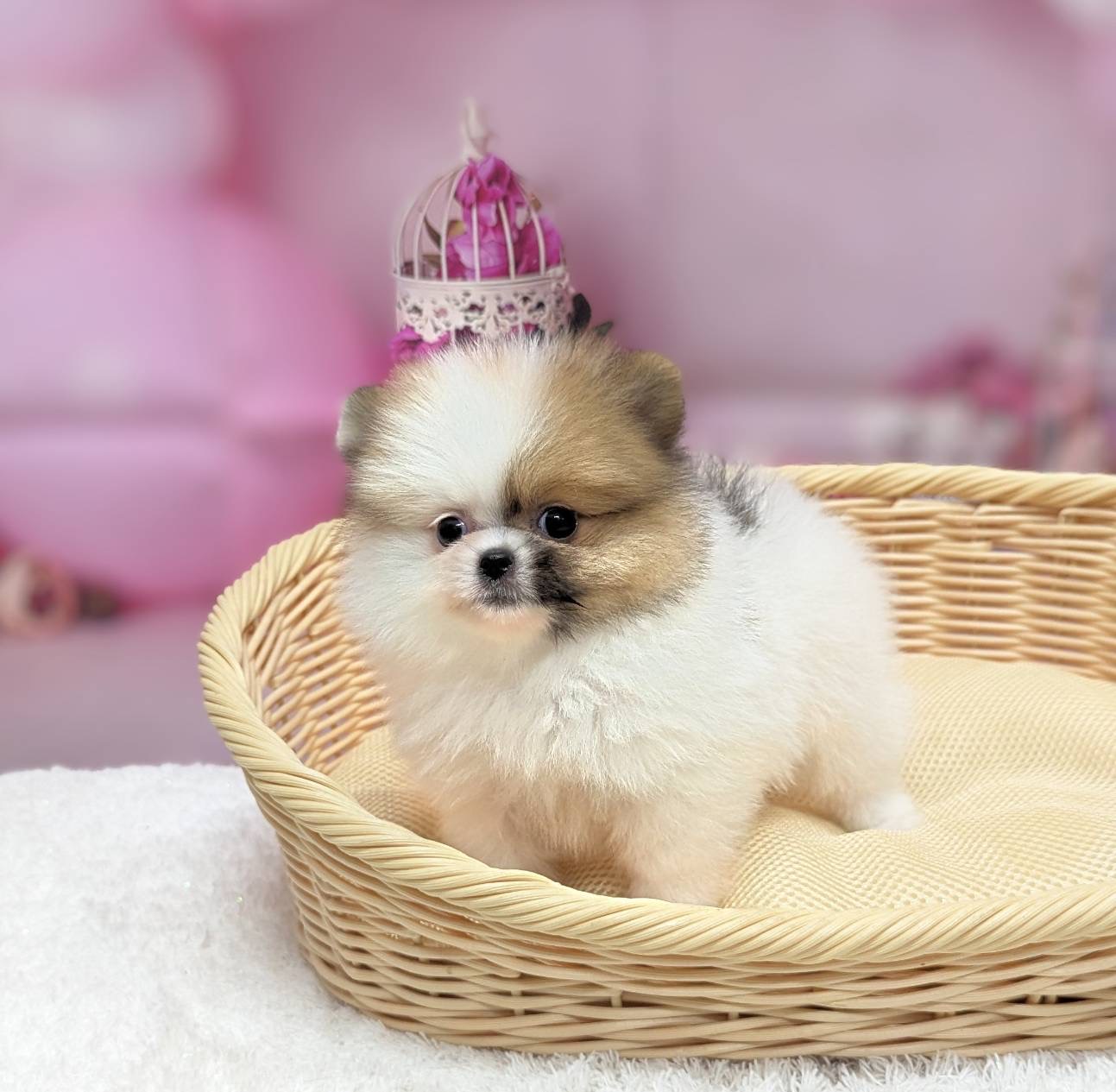 岡山県のポメラニアン (ペッツワンFC津山店/2026年1月29日生まれ/女の子/パーティーカラー)の子犬