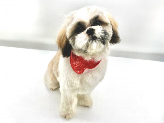 埼玉県のシーズー (ペッツワンなめがわモール店/2025年8月3日生まれ/男の子/ホワイトゴールド)の子犬