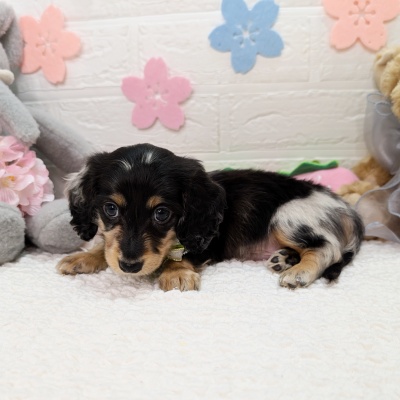 大阪府のミニチュアダックスフンド(ロング) (ペッツワン東大阪店/2026年1月27日生まれ/男の子/シルバーダップル)の子犬の3枚目の画像