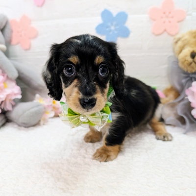 大阪府のミニチュアダックスフンド(ロング) (ペッツワン東大阪店/2026年1月27日生まれ/男の子/シルバーダップル)の子犬の1枚目の画像