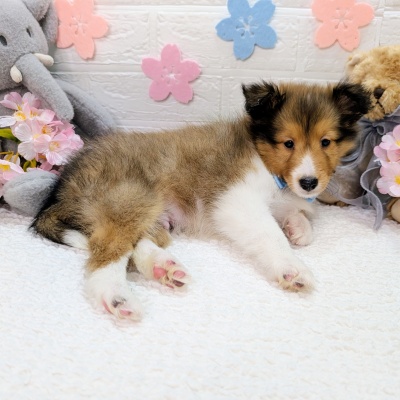 大阪府のシェットランドシープドッグ (ペッツワン東大阪店/2026年1月29日生まれ/男の子/セーブルホワイト)の子犬の3枚目の画像