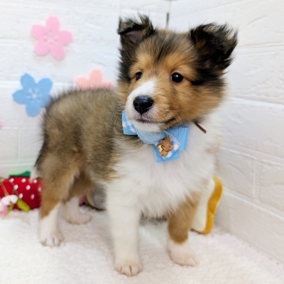 大阪府のシェットランドシープドッグ (ペッツワン東大阪店/2026年1月29日生まれ/男の子/セーブルホワイト)の子犬の2枚目の画像