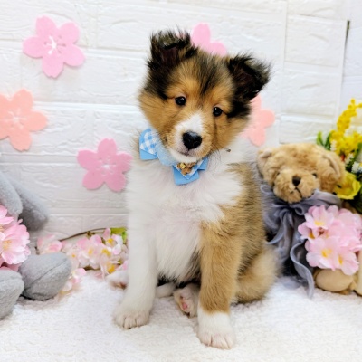 大阪府のシェットランドシープドッグ (ペッツワン東大阪店/2026年1月29日生まれ/男の子/セーブルホワイト)の子犬の1枚目の画像