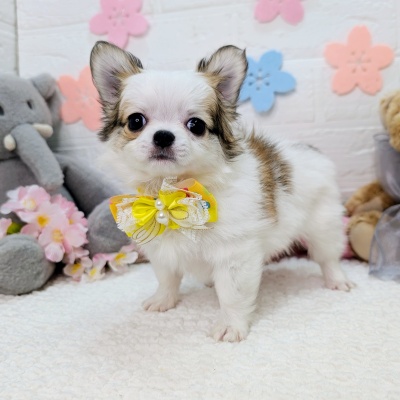 大阪府のチワワ(ロング) (ペッツワン東大阪店/2026年1月23日生まれ/男の子/ホワイトレッド)の子犬の2枚目の画像