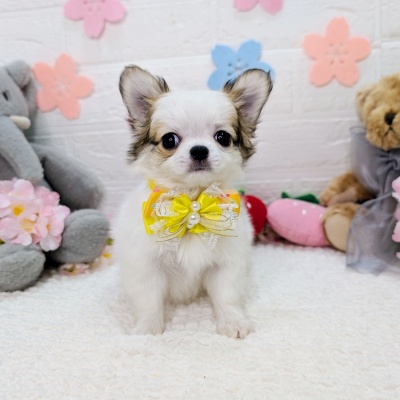 大阪府のチワワ(ロング) (ペッツワン東大阪店/2026年1月23日生まれ/男の子/ホワイトレッド)の子犬の1枚目の画像