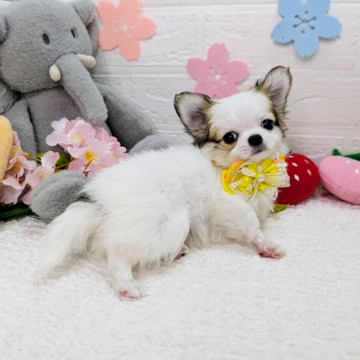 大阪府のチワワ(ロング) (ペッツワン東大阪店/2026年1月23日生まれ/男の子/ホワイトレッド)の子犬の3枚目の画像