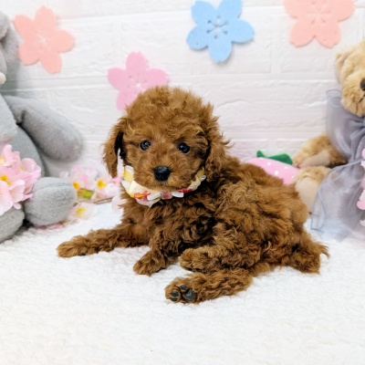 大阪府のトイプードル(トイ) (ペッツワン東大阪店/2026年1月26日生まれ/女の子/レッドフォーン)の子犬の3枚目の画像