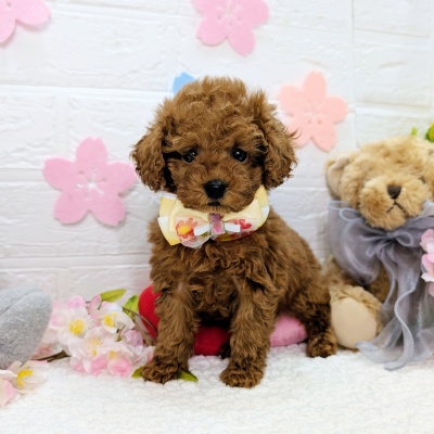 大阪府のトイプードル(トイ) (ペッツワン東大阪店/2026年1月26日生まれ/女の子/レッドフォーン)の子犬の1枚目の画像