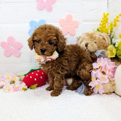 大阪府のトイプードル(トイ) (ペッツワン東大阪店/2026年1月26日生まれ/女の子/レッドフォーン)の子犬の2枚目の画像