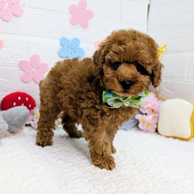 大阪府のトイプードル(トイ) (ペッツワン東大阪店/2026年1月27日生まれ/男の子/レッドフォーン)の子犬の3枚目の画像