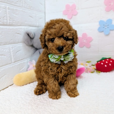 大阪府のトイプードル(トイ) (ペッツワン東大阪店/2026年1月27日生まれ/男の子/レッドフォーン)の子犬の1枚目の画像