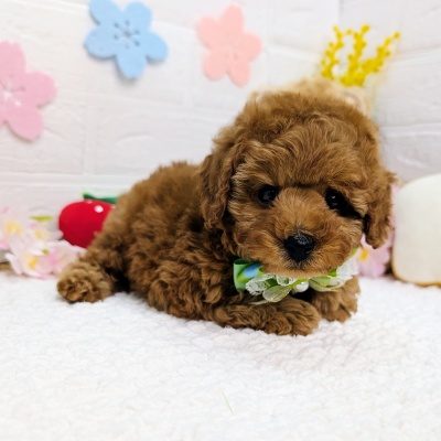 大阪府のトイプードル(トイ) (ペッツワン東大阪店/2026年1月27日生まれ/男の子/レッドフォーン)の子犬の2枚目の画像