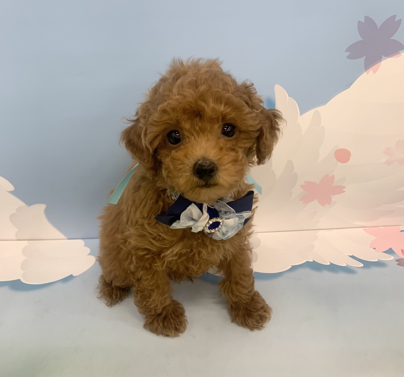 群馬県のトイプードル(トイ) (ペッツワン大泉店/2026年1月3日生まれ/男の子/レッド)の子犬の1枚目の画像