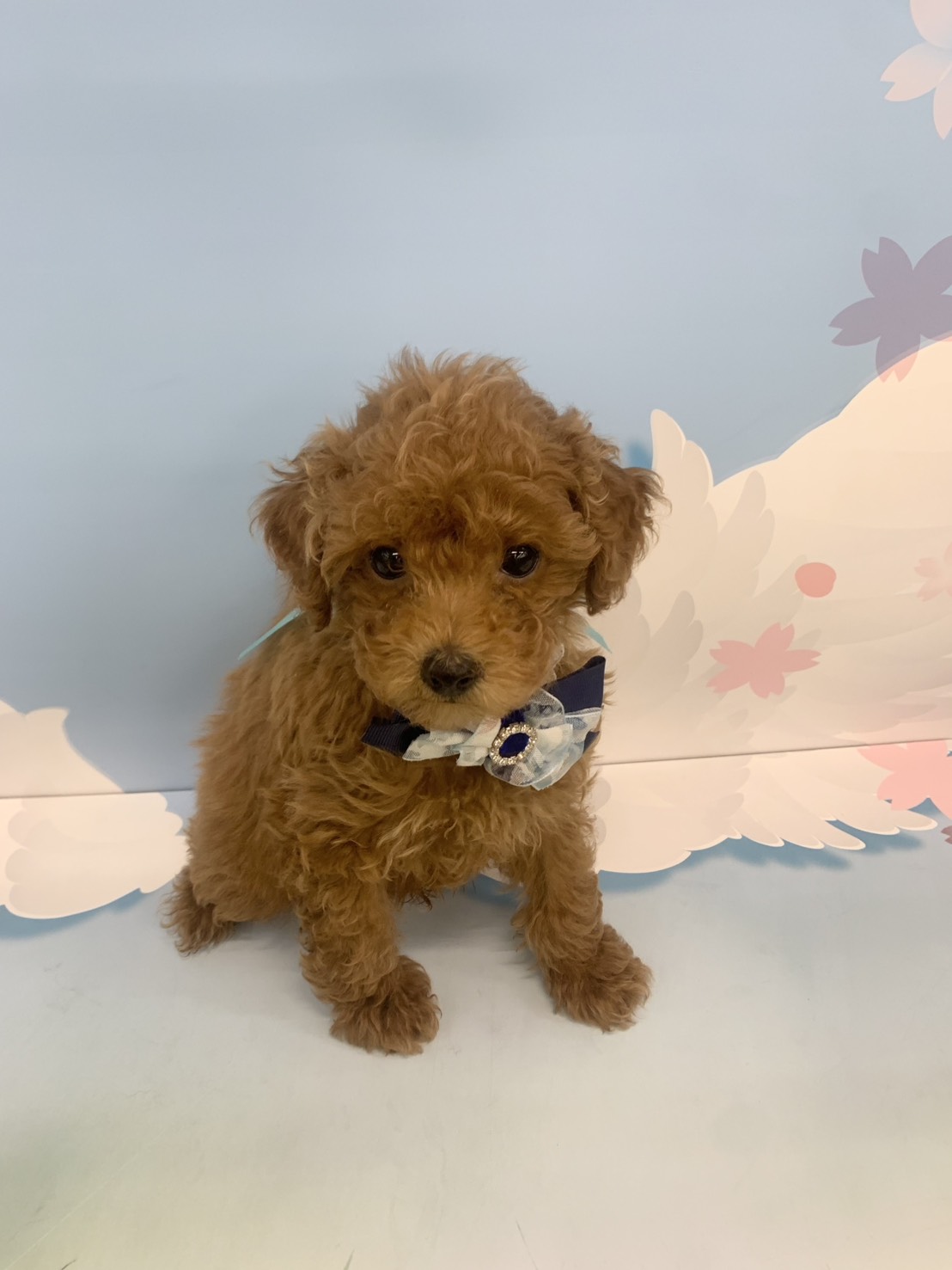 群馬県のトイプードル(トイ) (ペッツワン大泉店/2026年1月3日生まれ/男の子/レッド)の子犬の2枚目の画像