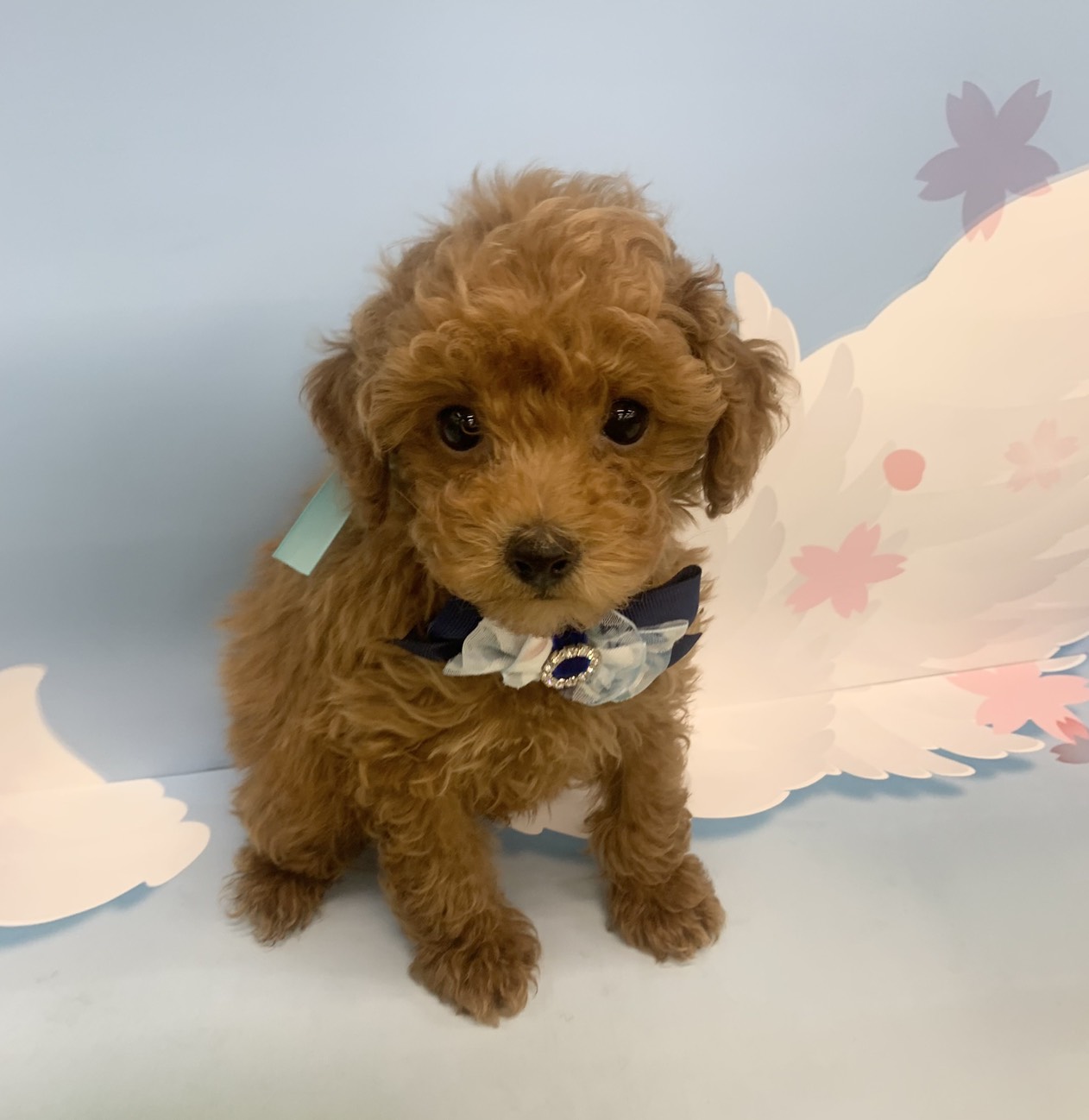 群馬県のトイプードル(トイ) (ペッツワン大泉店/2026年1月3日生まれ/男の子/レッド)の子犬の3枚目の画像