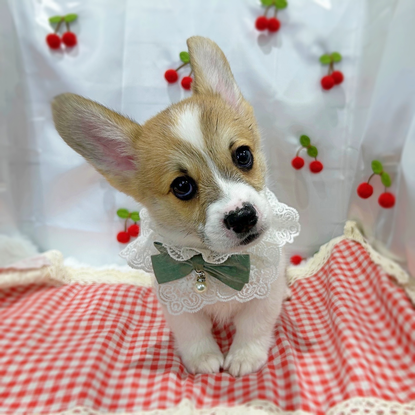 滋賀県のウェルシュコーギーペンブローク (ペッツワン堅田店/2026年1月27日生まれ/男の子/レッド)の子犬の2枚目の画像