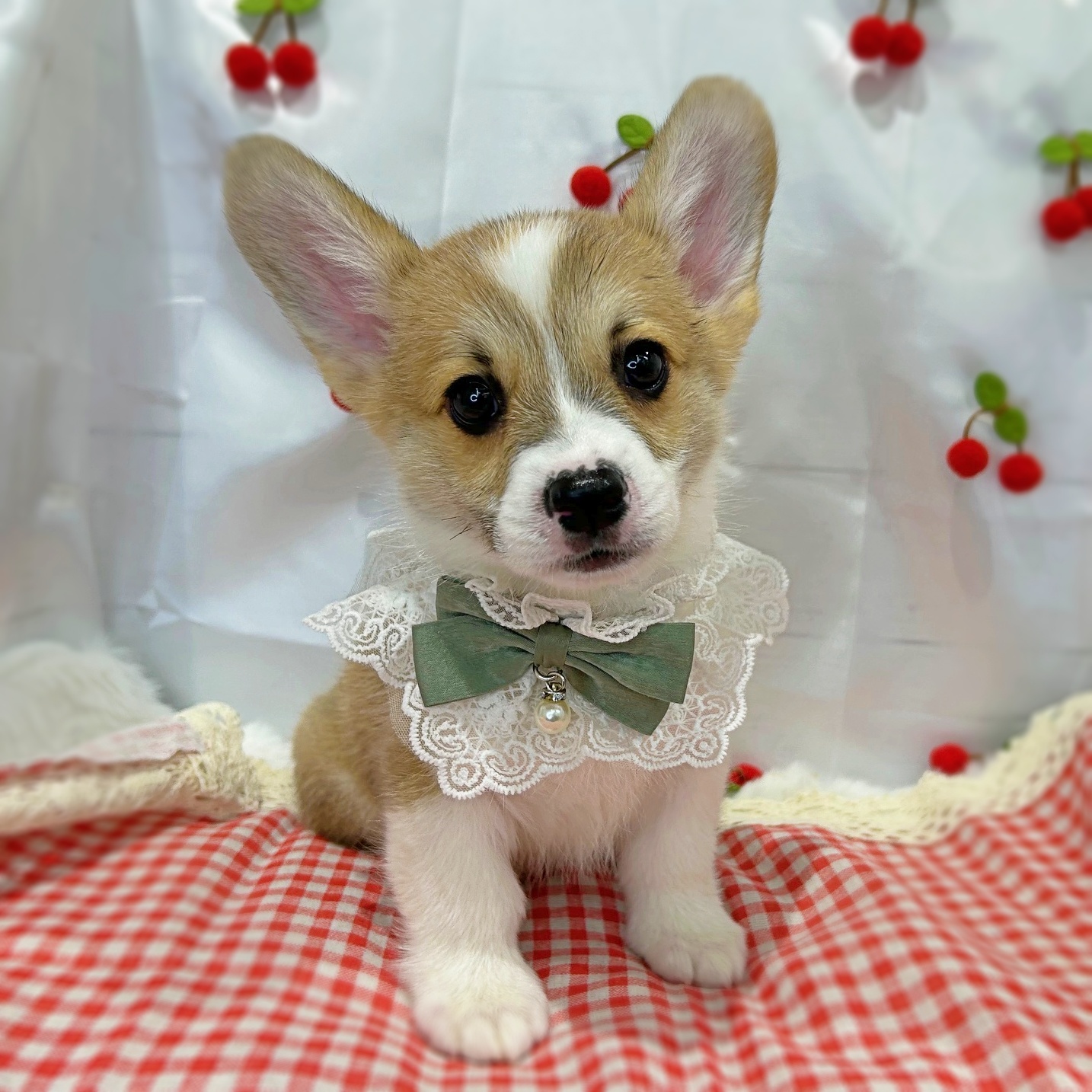 滋賀県のウェルシュコーギーペンブローク (ペッツワン堅田店/2026年1月27日生まれ/男の子/レッド)の子犬の1枚目の画像