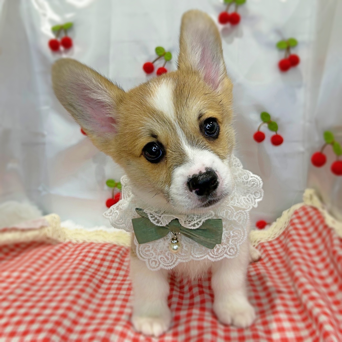 滋賀県のウェルシュコーギーペンブローク (ペッツワン堅田店/2026年1月27日生まれ/男の子/レッド)の子犬の3枚目の画像