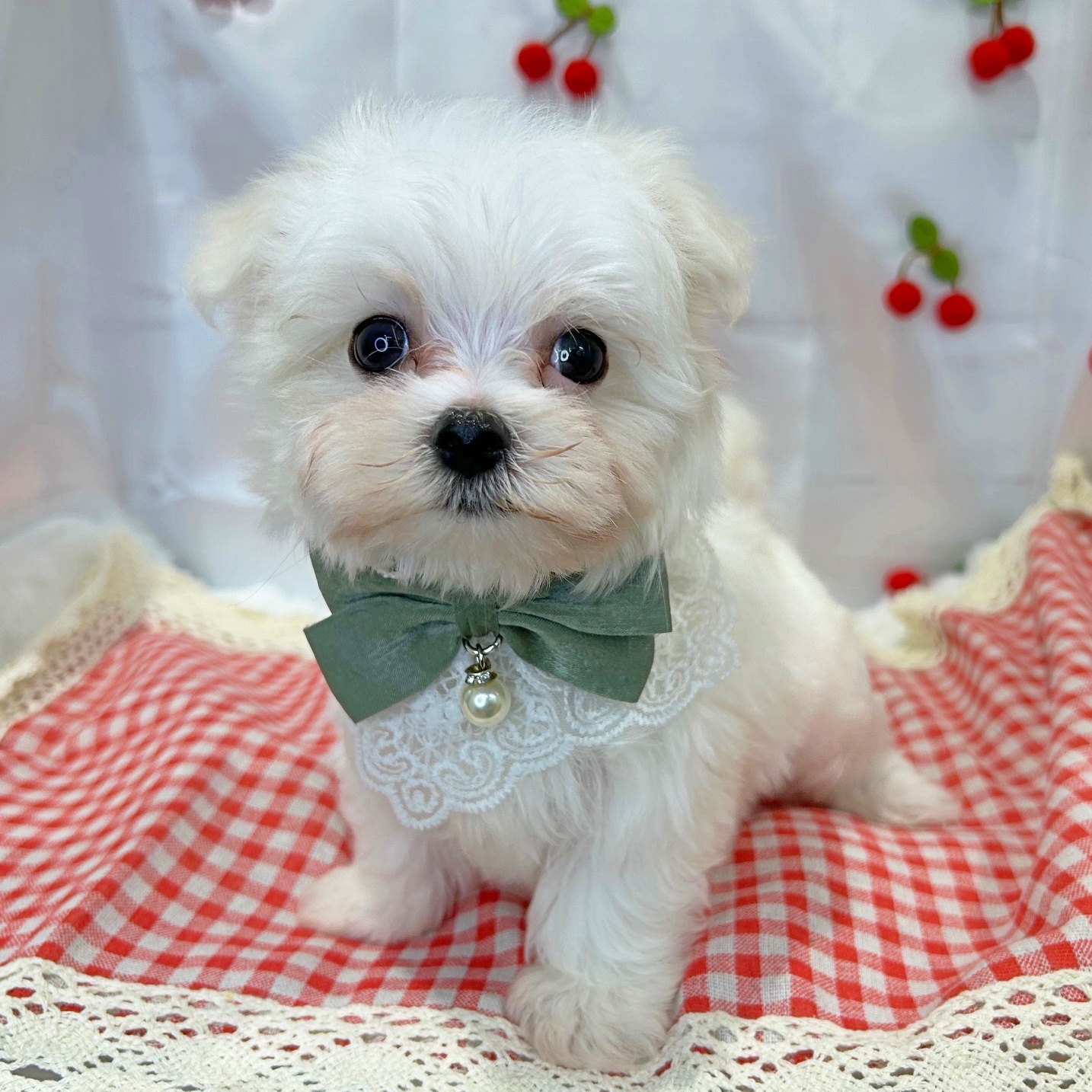 滋賀県のマルチーズ (ペッツワン堅田店/2026年1月27日生まれ/男の子/ホワイト)の子犬の2枚目の画像