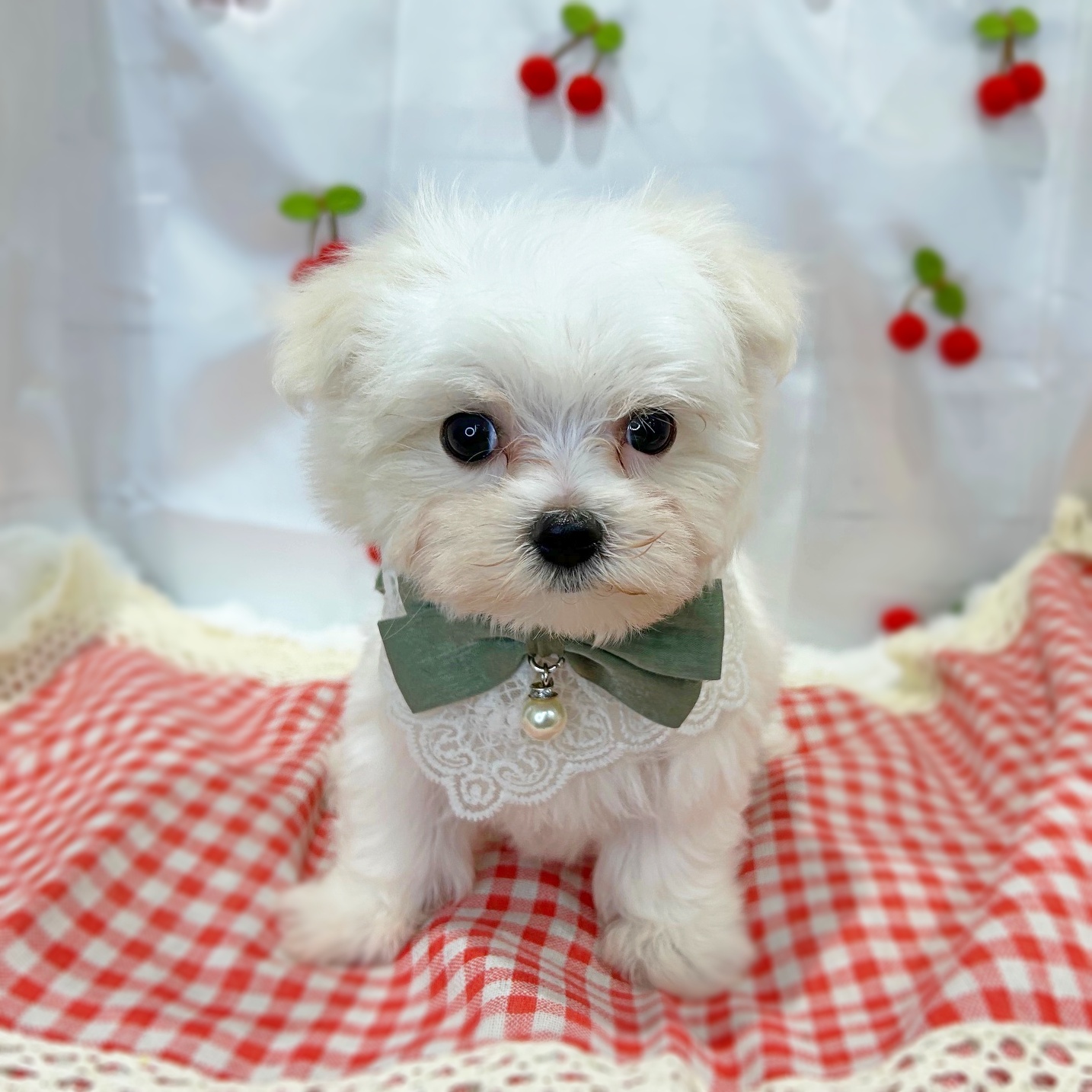 滋賀県のマルチーズ (ペッツワン堅田店/2026年1月27日生まれ/男の子/ホワイト)の子犬の3枚目の画像