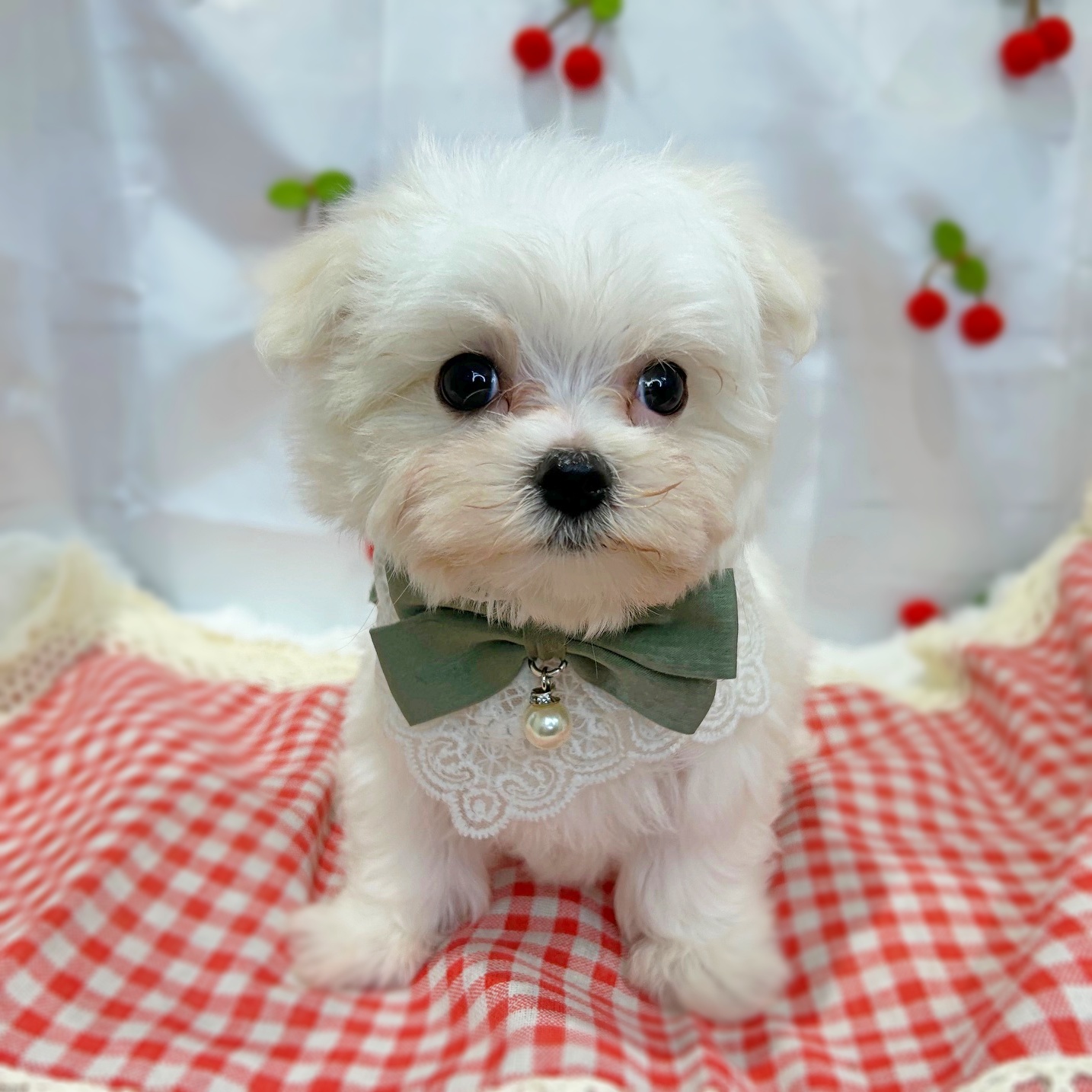 滋賀県のマルチーズ (ペッツワン堅田店/2026年1月27日生まれ/男の子/ホワイト)の子犬の1枚目の画像